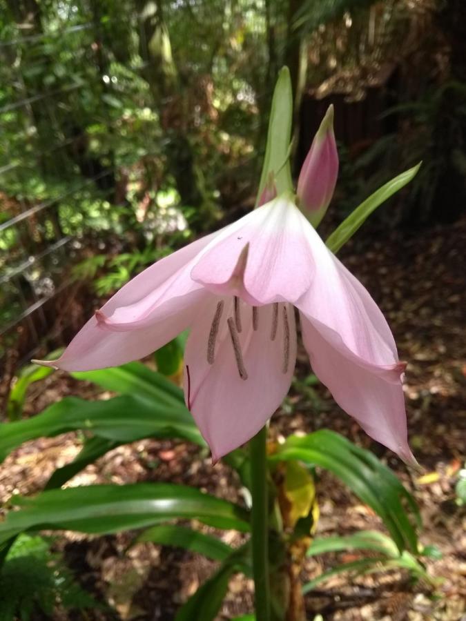 Recanto Da Mata Pousada Sao Francisco de Paula  Ngoại thất bức ảnh