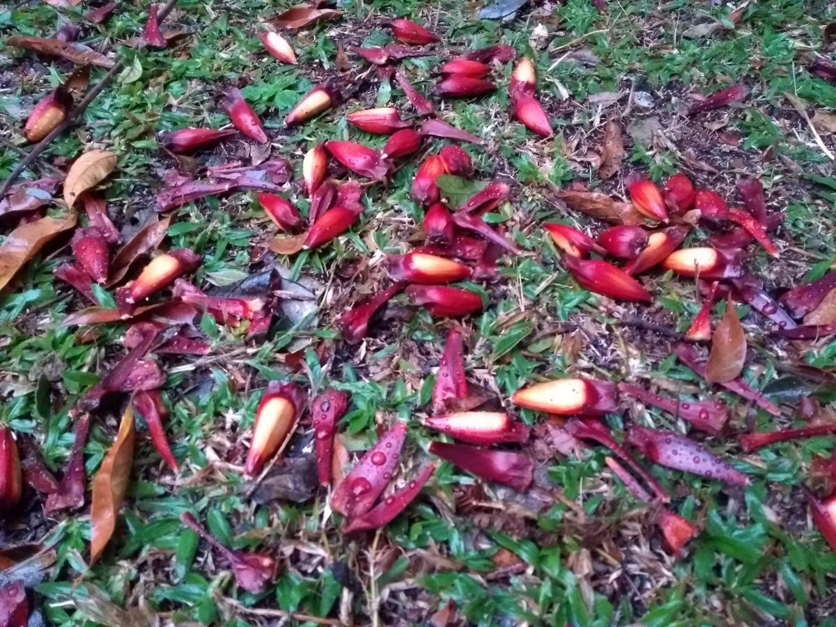 Recanto Da Mata Pousada Sao Francisco de Paula  Ngoại thất bức ảnh