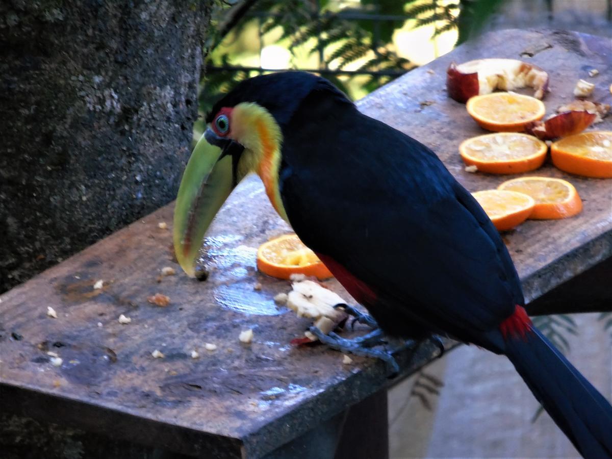 Recanto Da Mata Pousada Sao Francisco de Paula  Ngoại thất bức ảnh