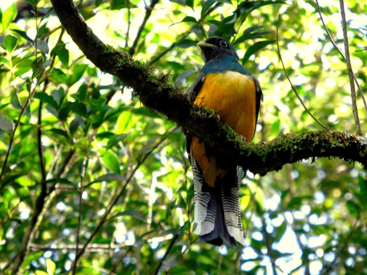 Recanto Da Mata Pousada Sao Francisco de Paula  Ngoại thất bức ảnh